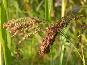 アラフォーの不妊改善に効果的なサプリは何ですか？