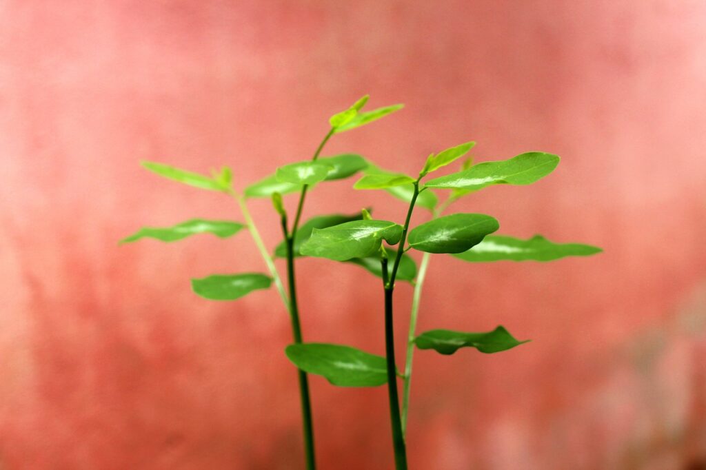 40代の妊活はいつまで続けるべきか？