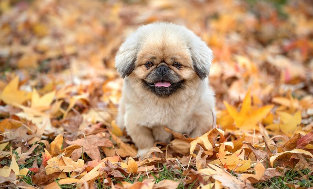 体外受精は何回までチャレンジできるのか？