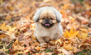 体外受精は何回までチャレンジできるのか？