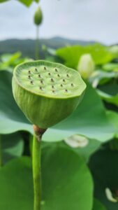 卵巣機能を改善するための具体的な方法は？