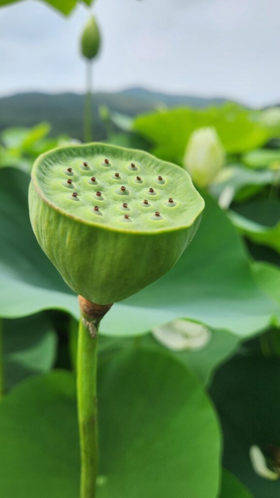 卵巣機能を改善するための具体的な方法は？