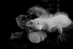 子宮内膜症の妊娠可能性について知っておくべきことは？