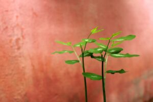 40代の妊活で流産を防ぐ方法は？